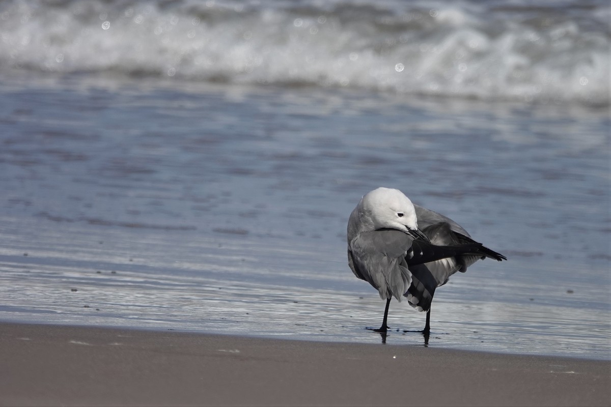 Gray Gull - ML176585411