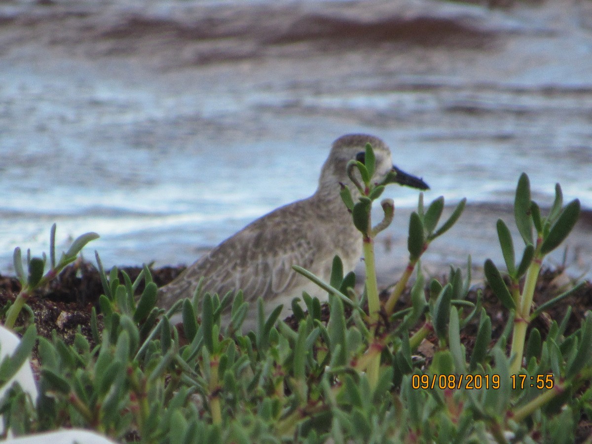 Black-bellied Plover - ML176585601