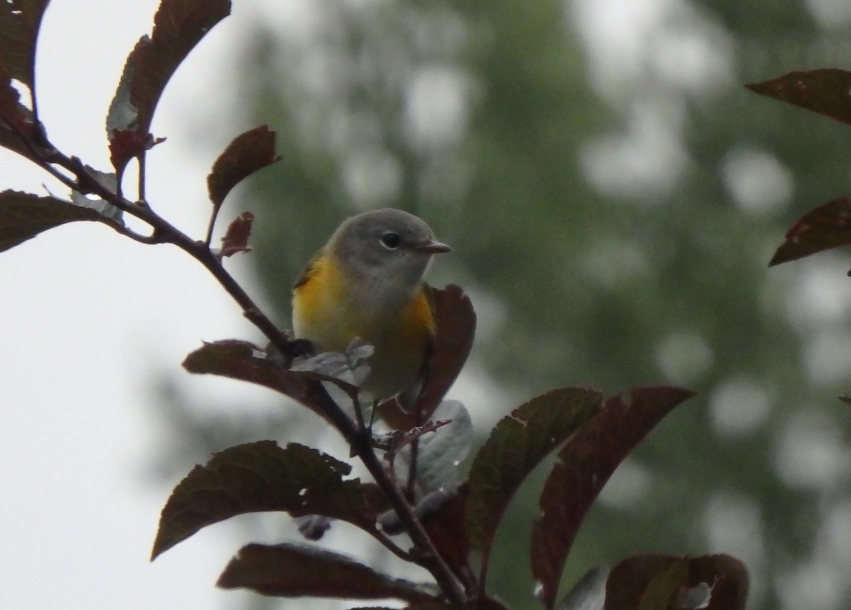 American Redstart - ML176587131