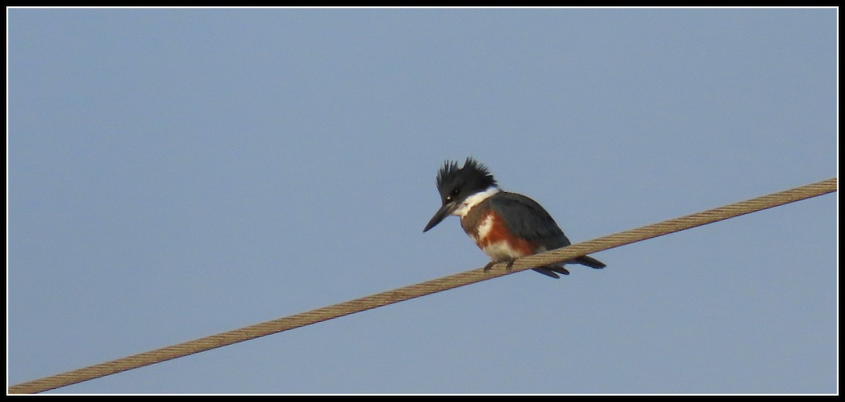 Belted Kingfisher - ML176588861