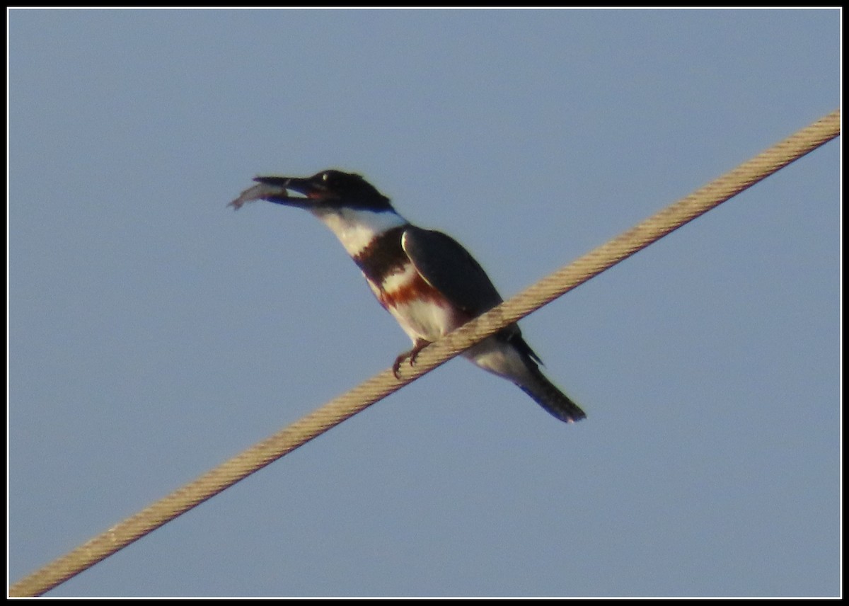 Belted Kingfisher - ML176588871