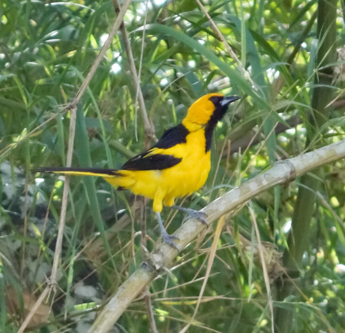 Yellow-tailed Oriole - ML176589251