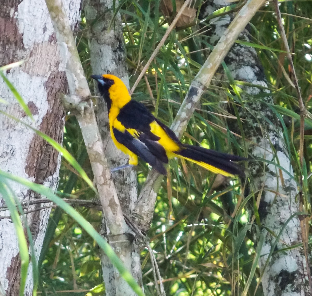 Yellow-tailed Oriole - ML176589261
