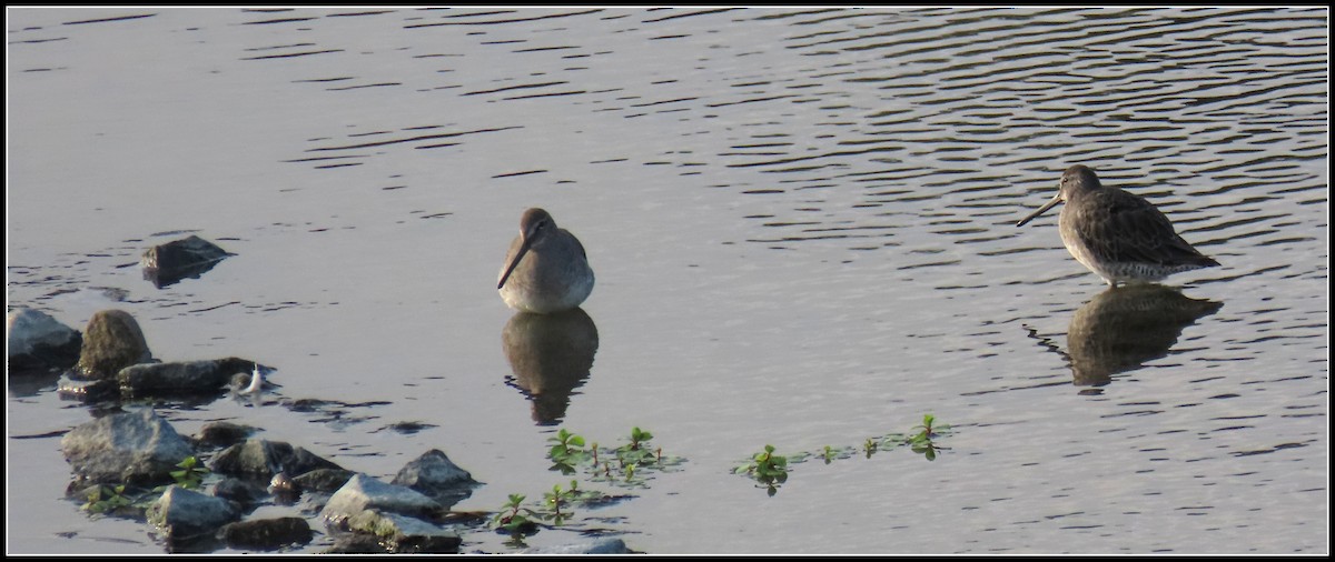 Long-billed Dowitcher - ML176589701