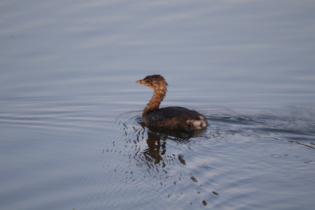Pied-billed Grebe - ML176590081