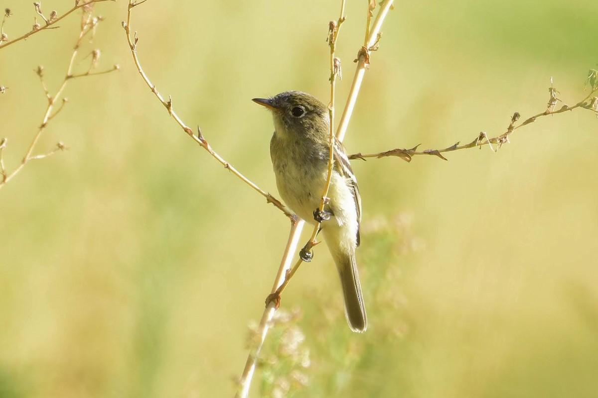 Dusky Flycatcher - ML176593031