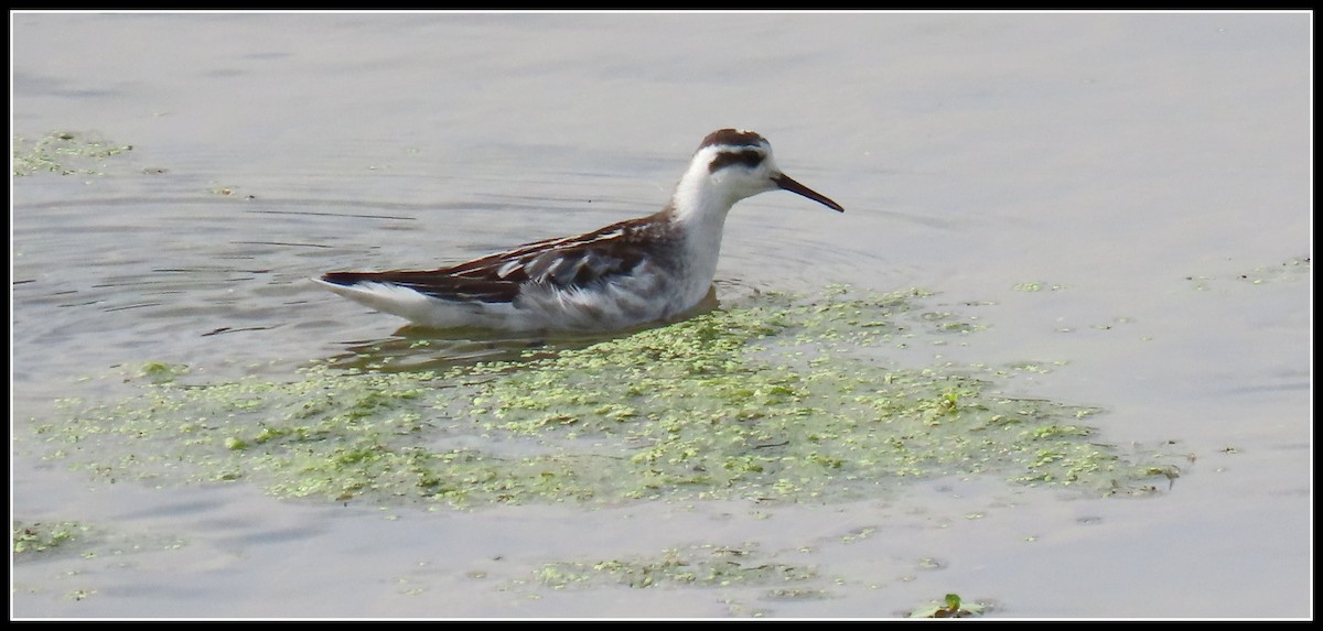 Red-necked Phalarope - ML176593121