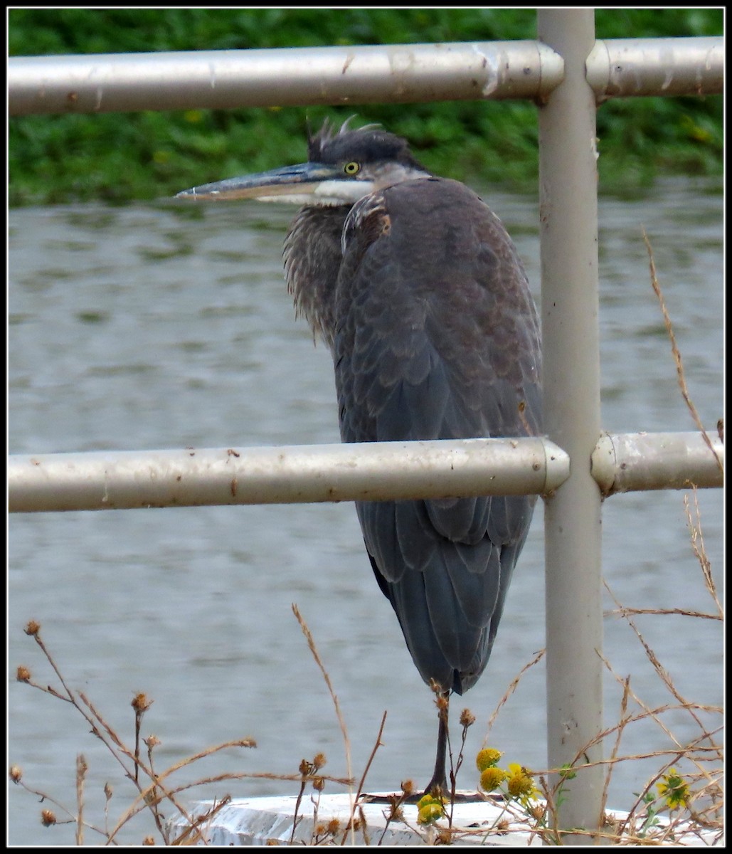 Great Blue Heron - ML176593651