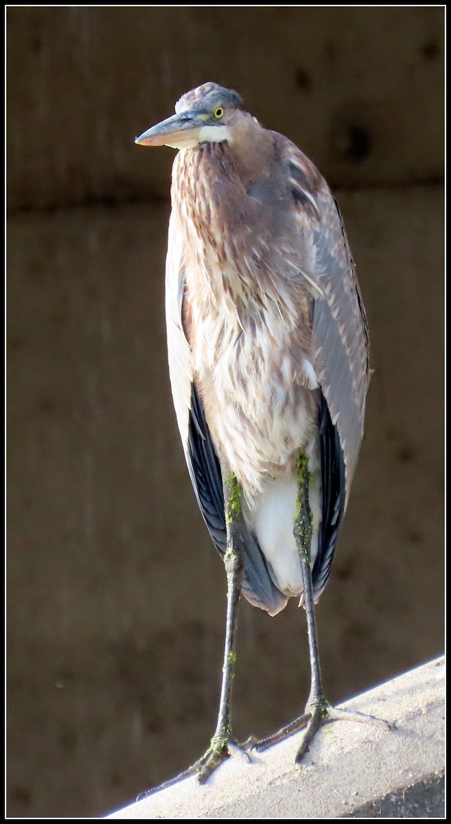 Great Blue Heron - ML176593691