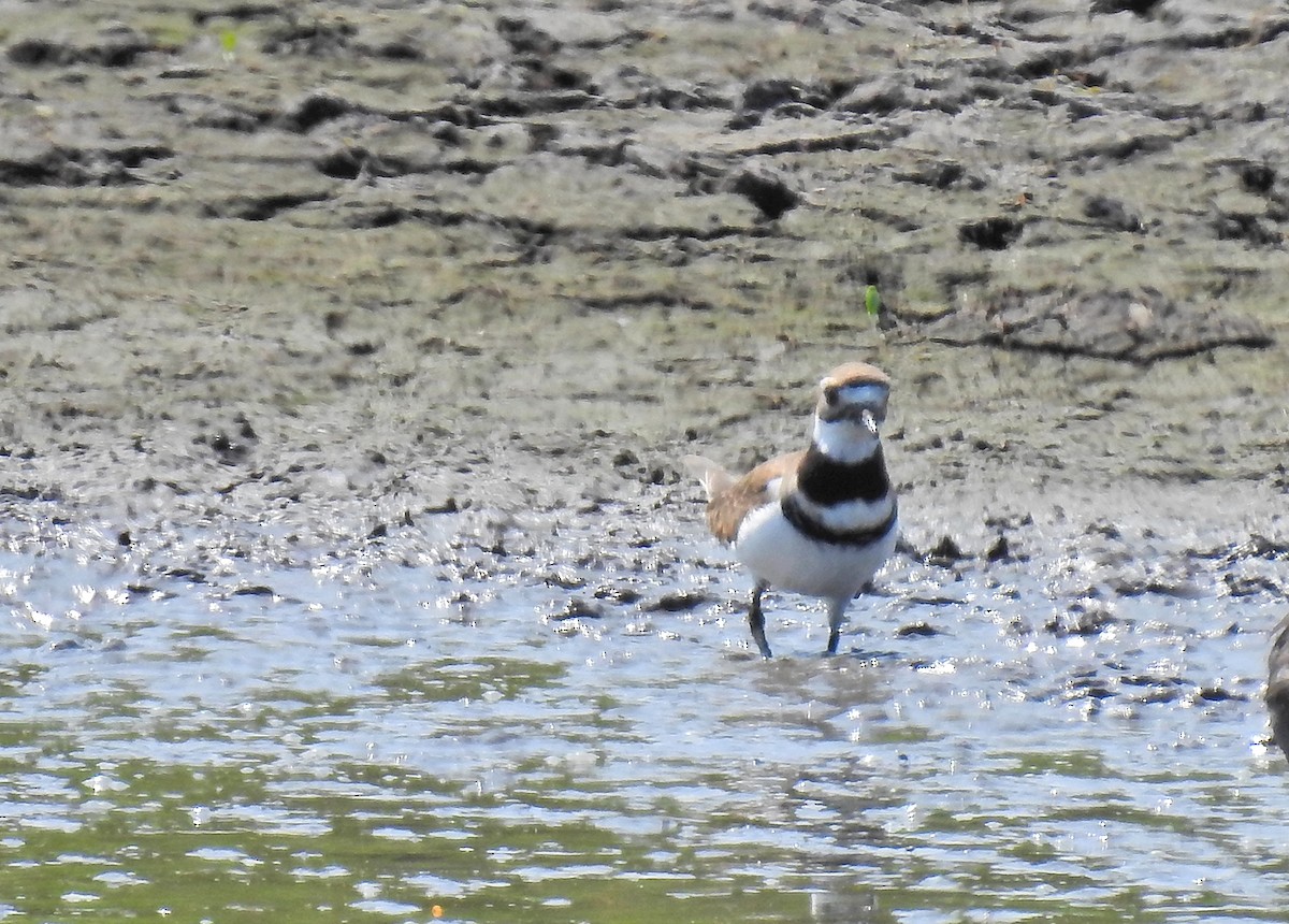 Killdeer - Nicola Cendron