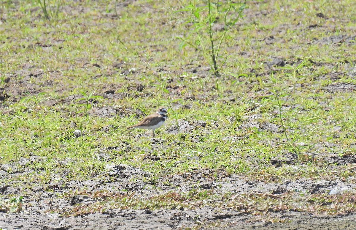 Killdeer - Nicola Cendron