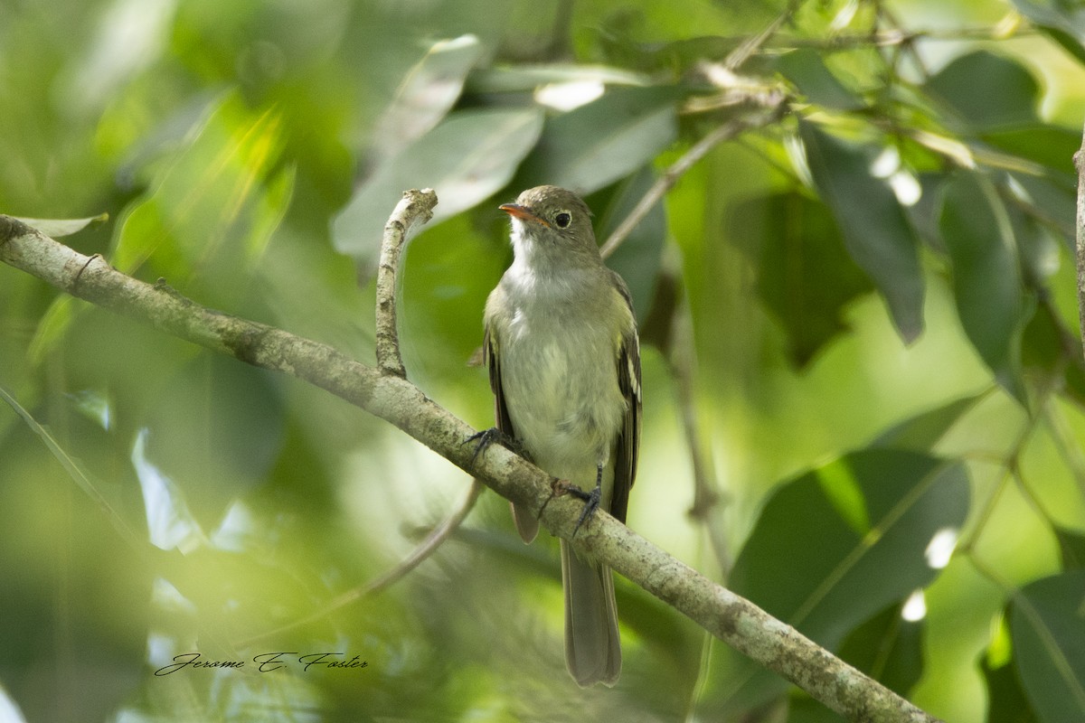 Small-billed Elaenia - ML176594831