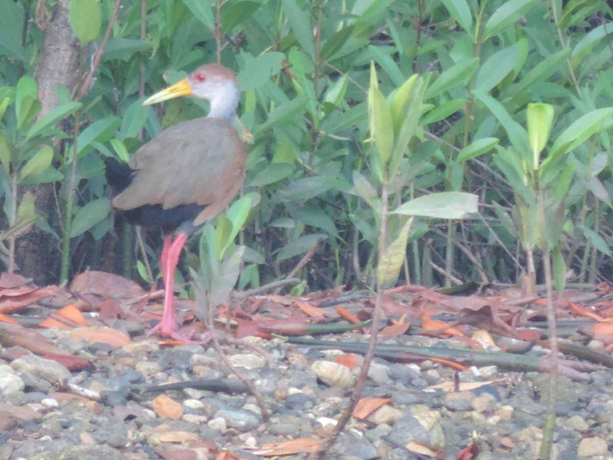 Russet-naped Wood-Rail - ML176595581