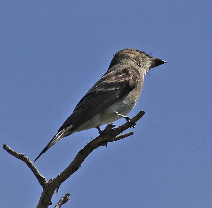 Olive-sided Flycatcher - Joe Grzybowski