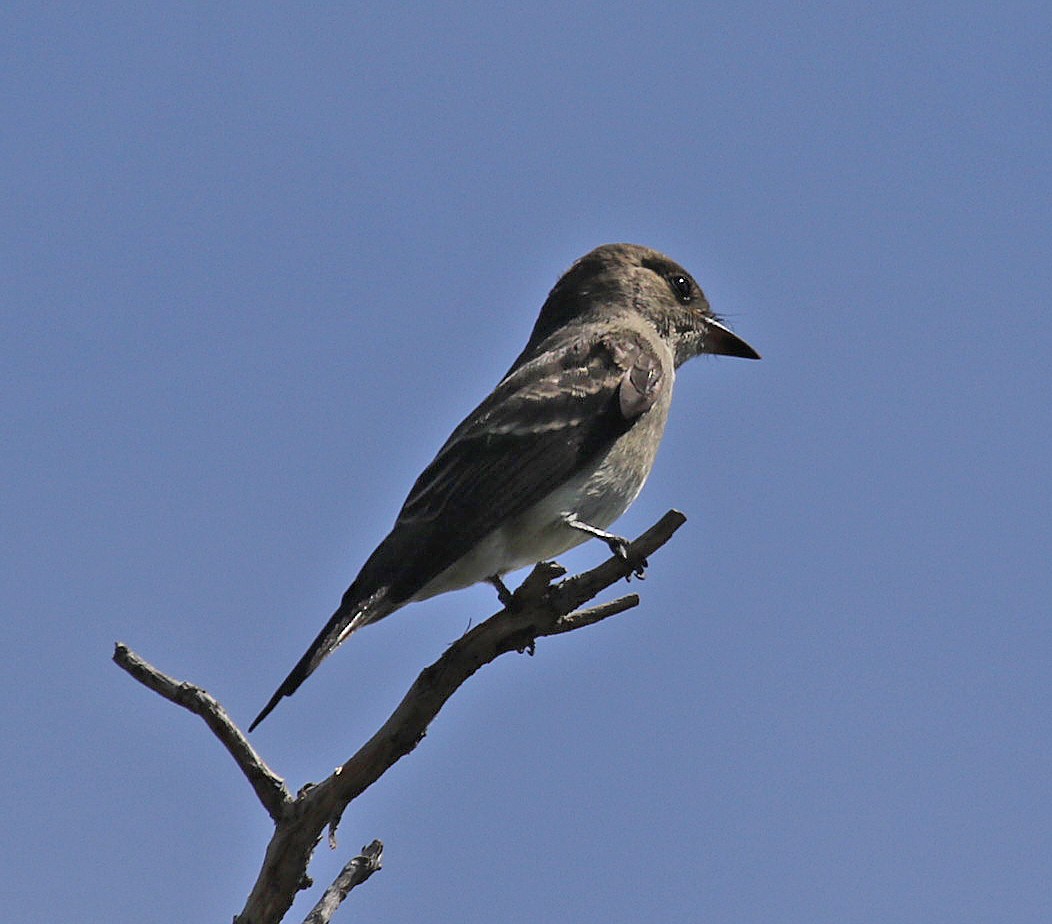 Olive-sided Flycatcher - ML176595971