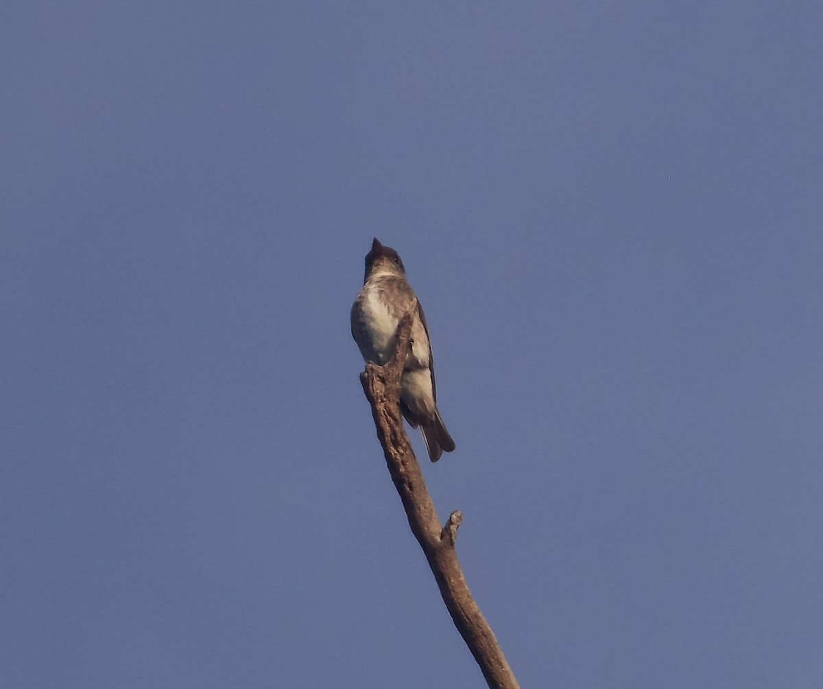 Olive-sided Flycatcher - ML176597061