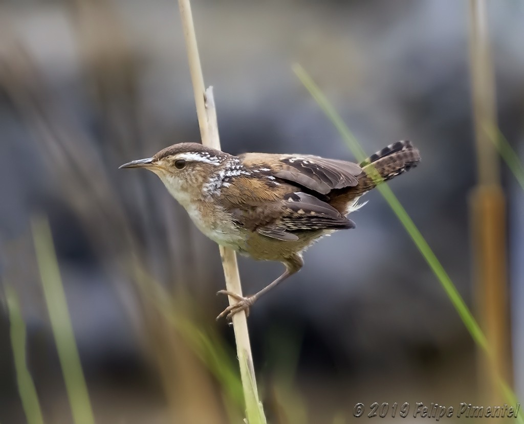 Marsh Wren - ML176597551