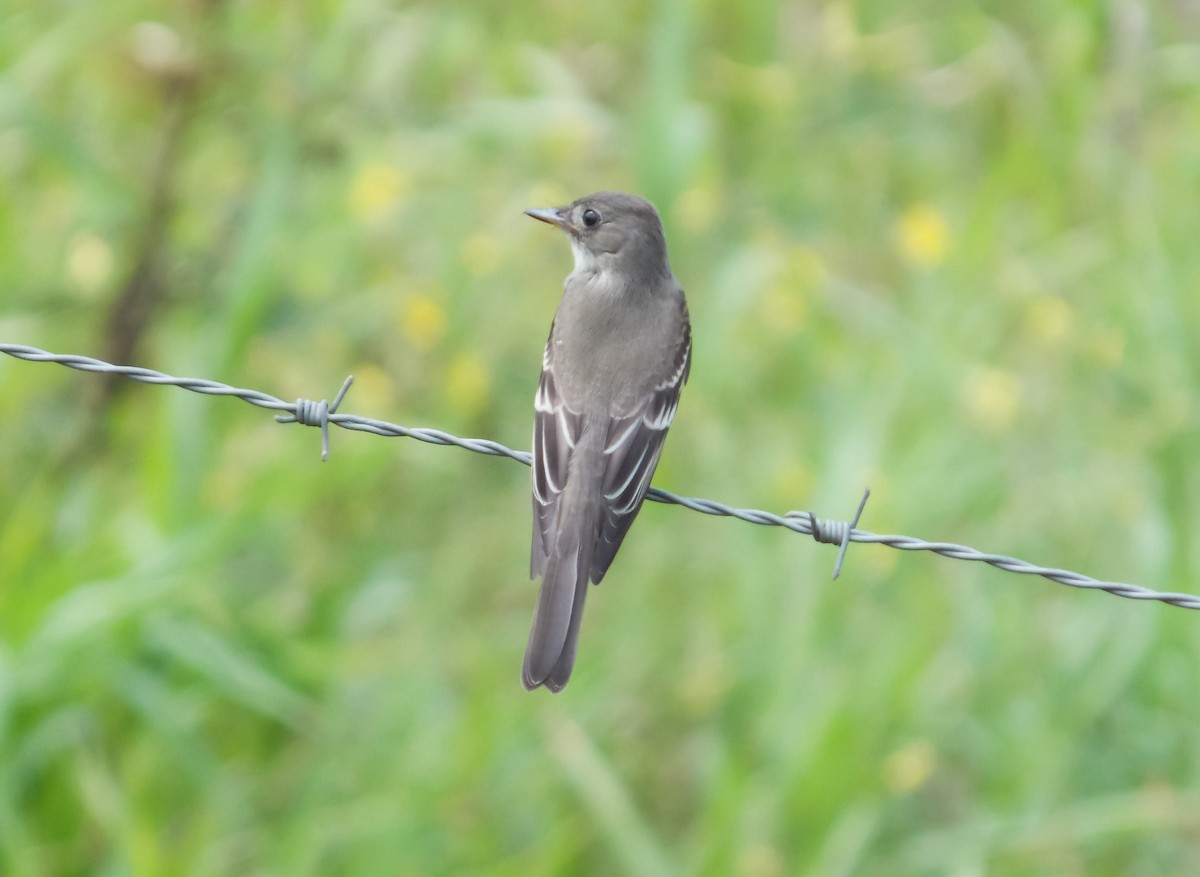 Eastern Wood-Pewee - ML176599021