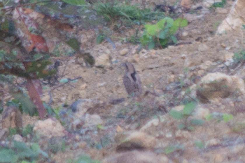 Eurasian Wryneck - ML176599381