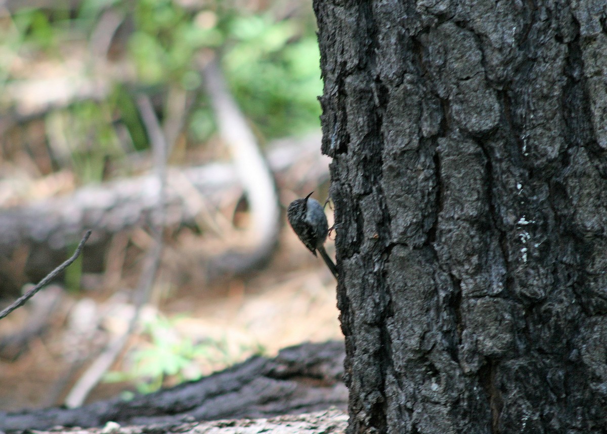 Brown Creeper - ML176600281