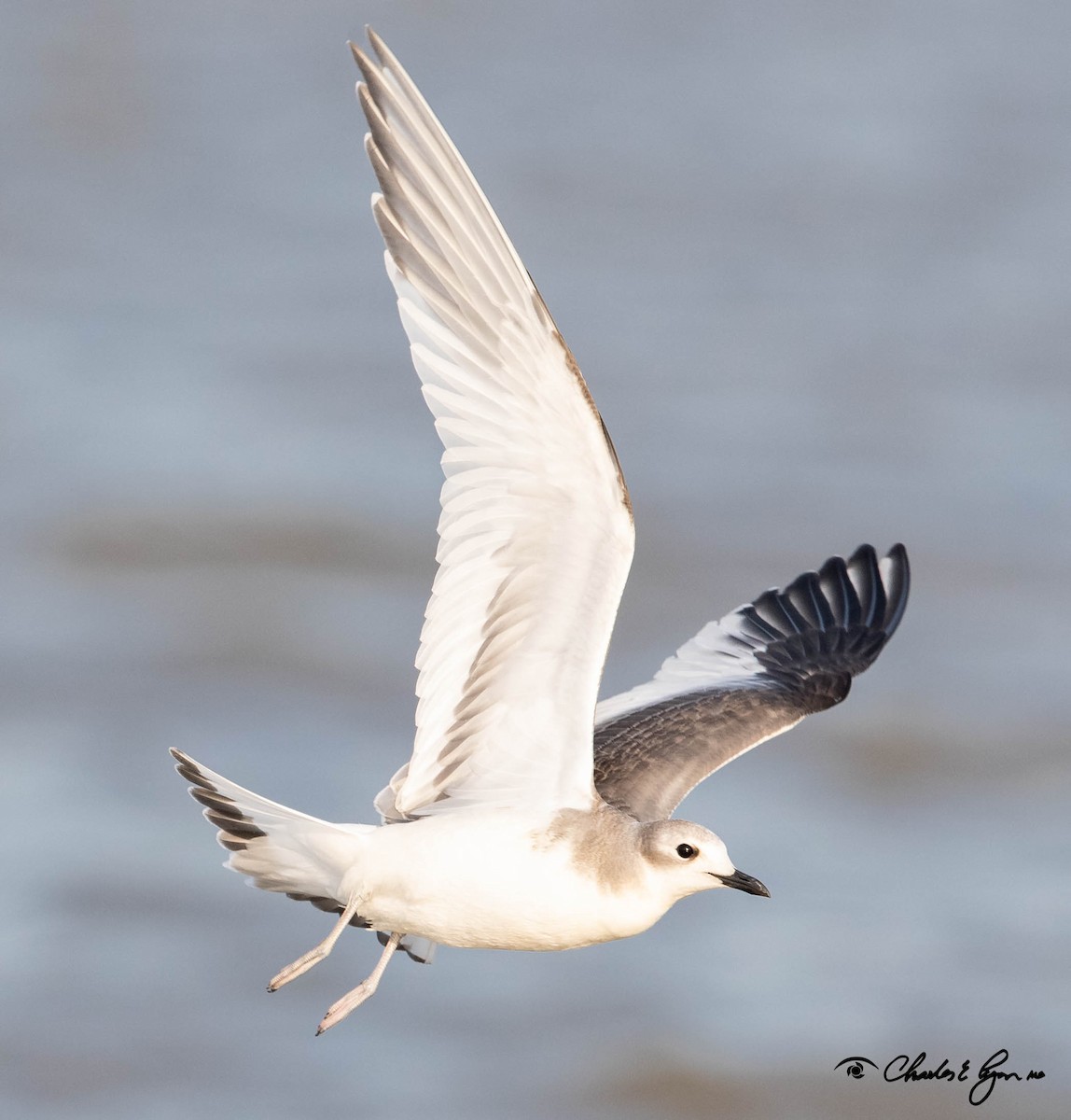 Sabine's Gull - ML176600331