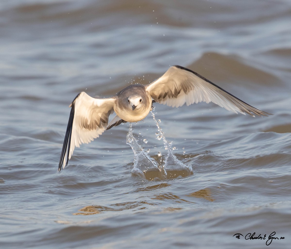 Sabine's Gull - ML176600461