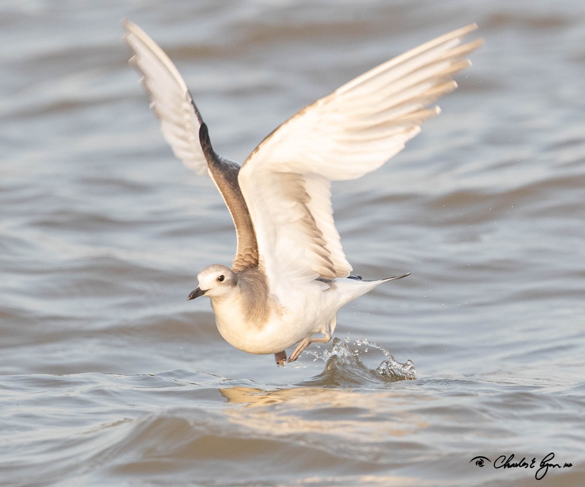 Sabine's Gull - Charles Lyon