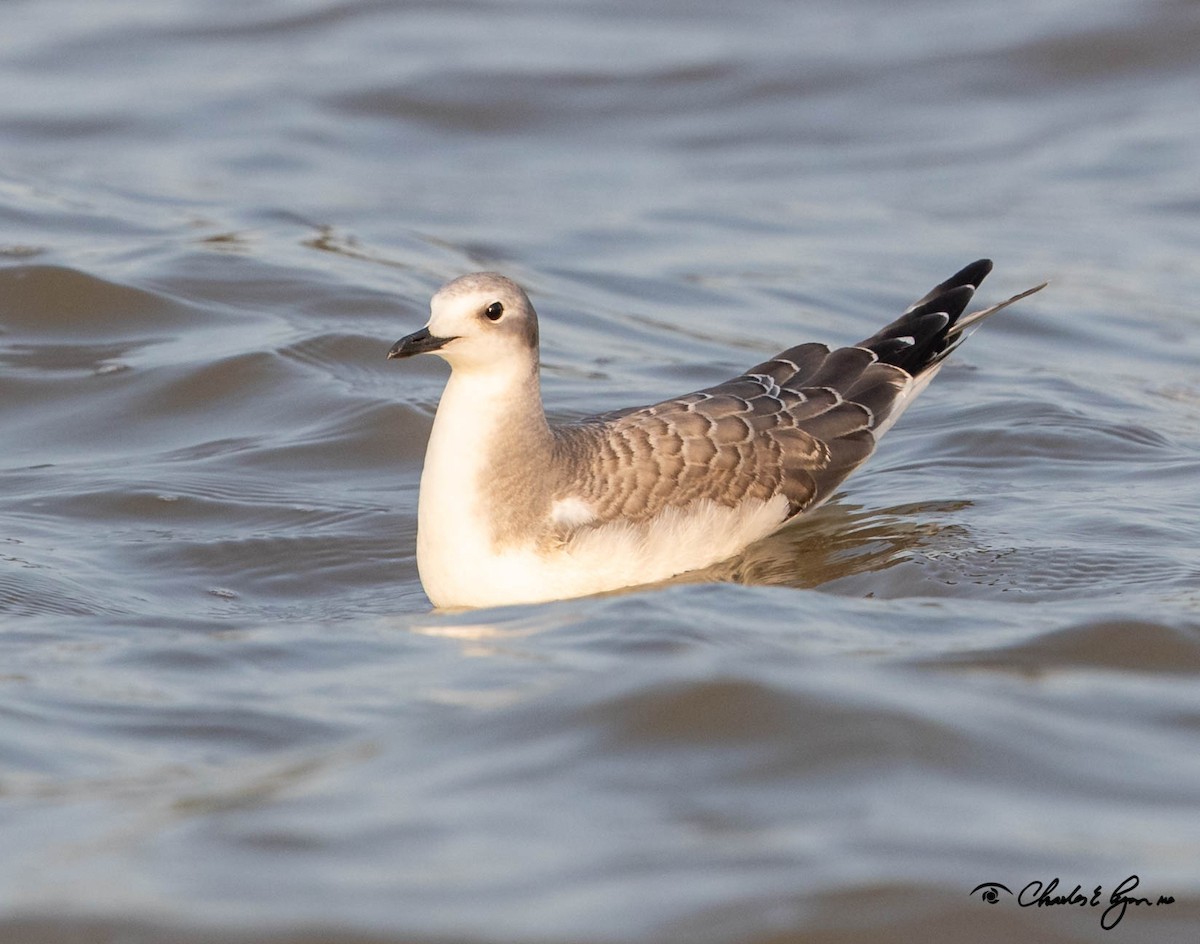 Sabine's Gull - Charles Lyon