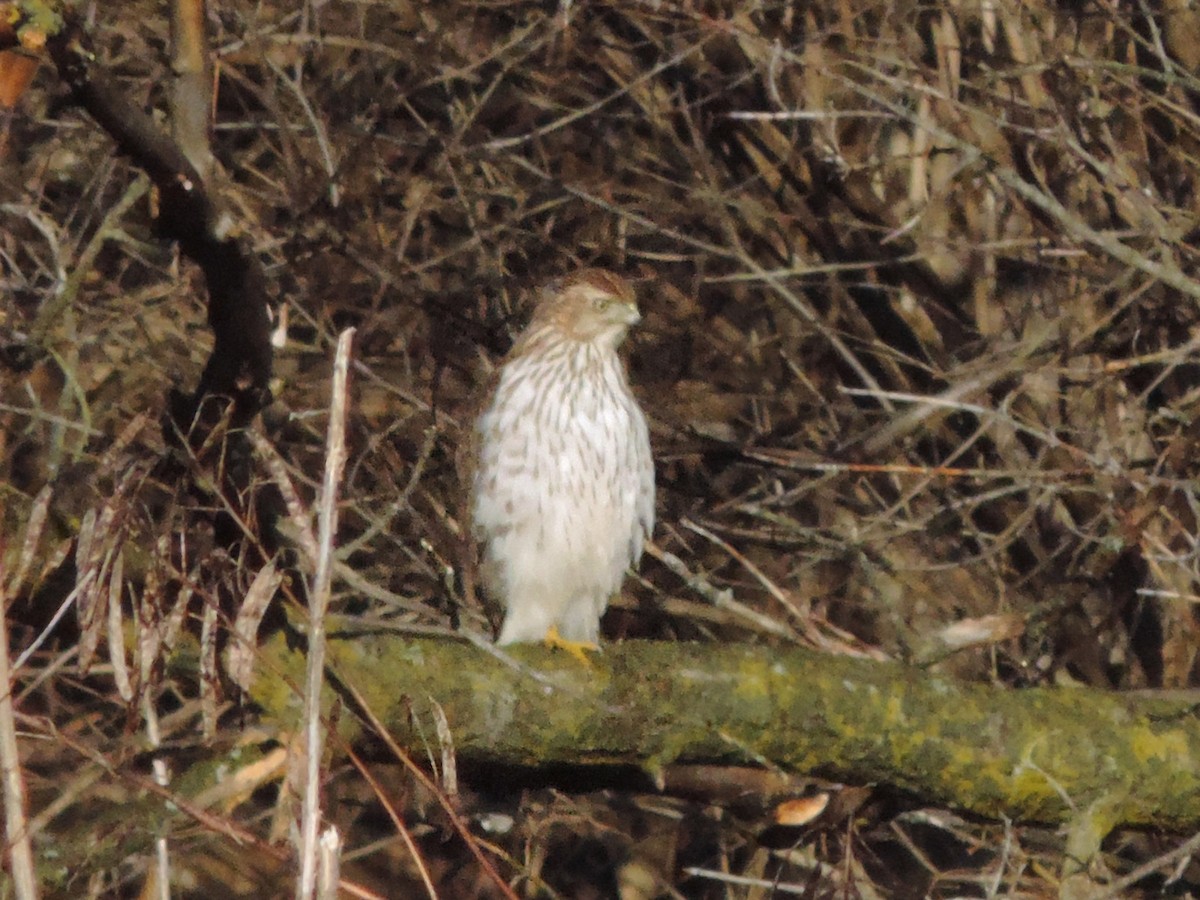 Cooper's Hawk - ML176600711