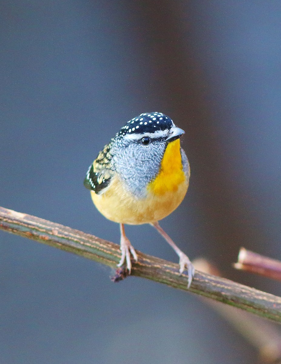 Spotted Pardalote - ML176602001