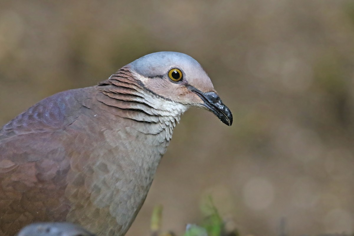 White-throated Quail-Dove - ML176602591