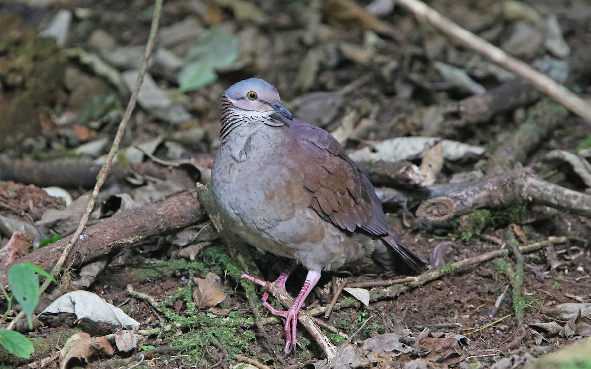 White-throated Quail-Dove - Christoph Moning