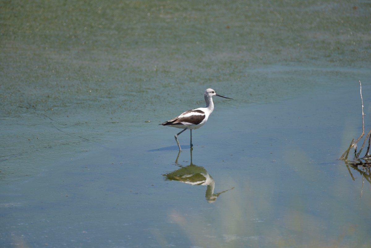 Avocette d'Amérique - ML176603061