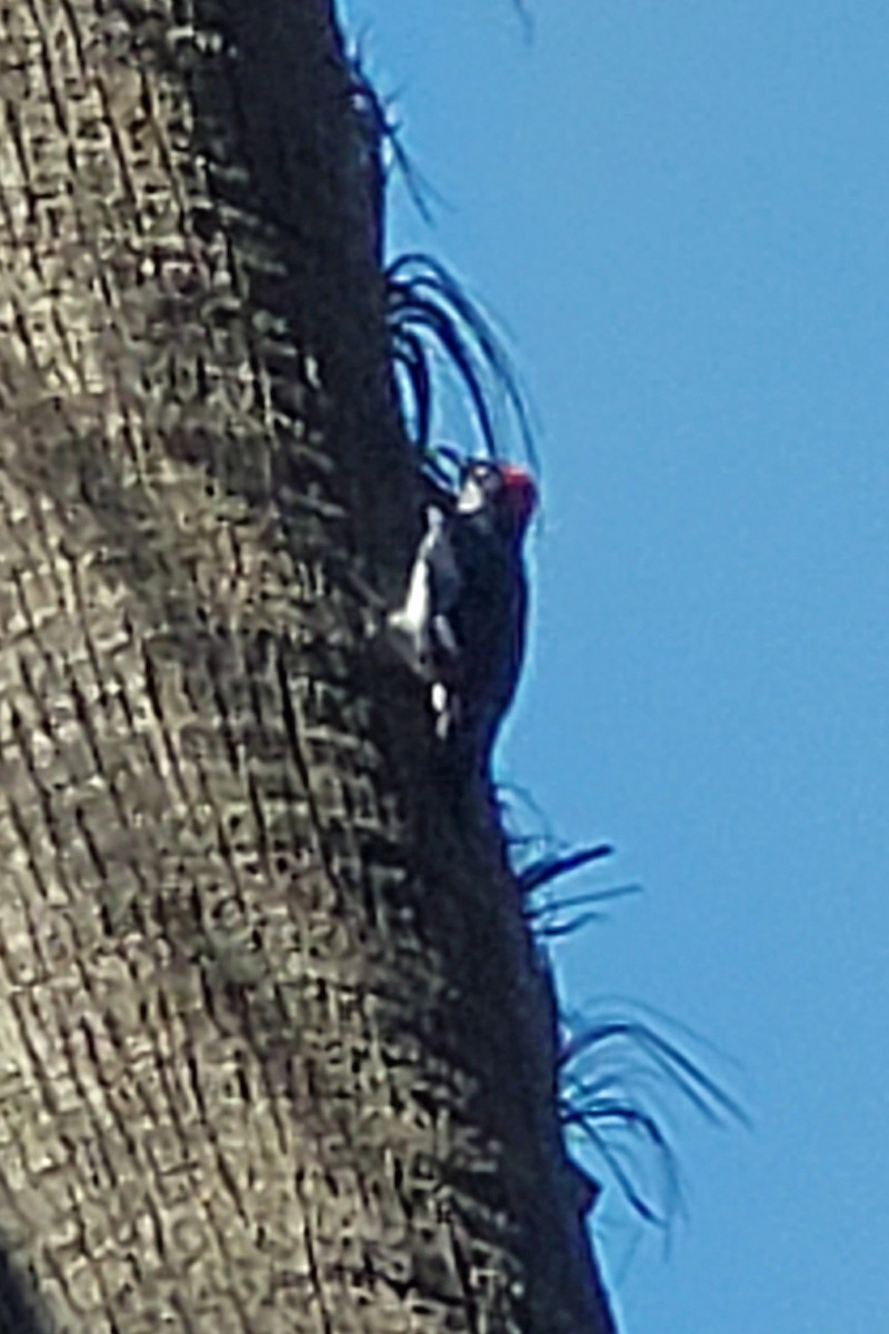 Acorn Woodpecker - ML176603311