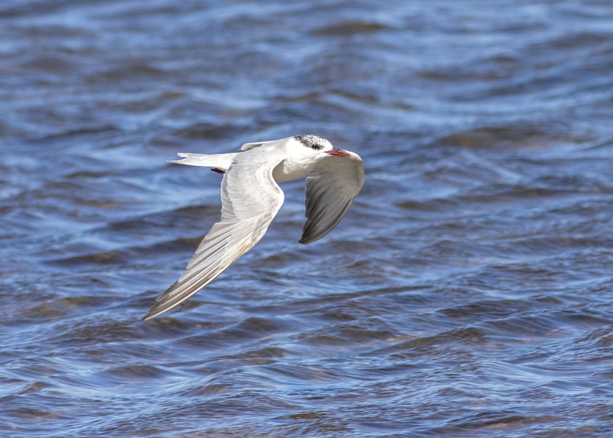 Whiskered Tern - Stephen Murray