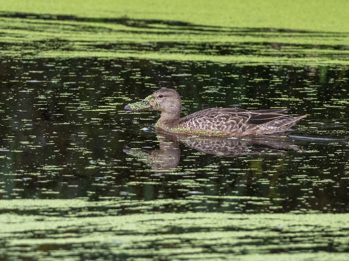 Blue-winged Teal - ML176603851