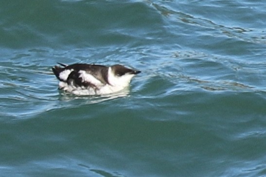 Marbled Murrelet - ML176604851