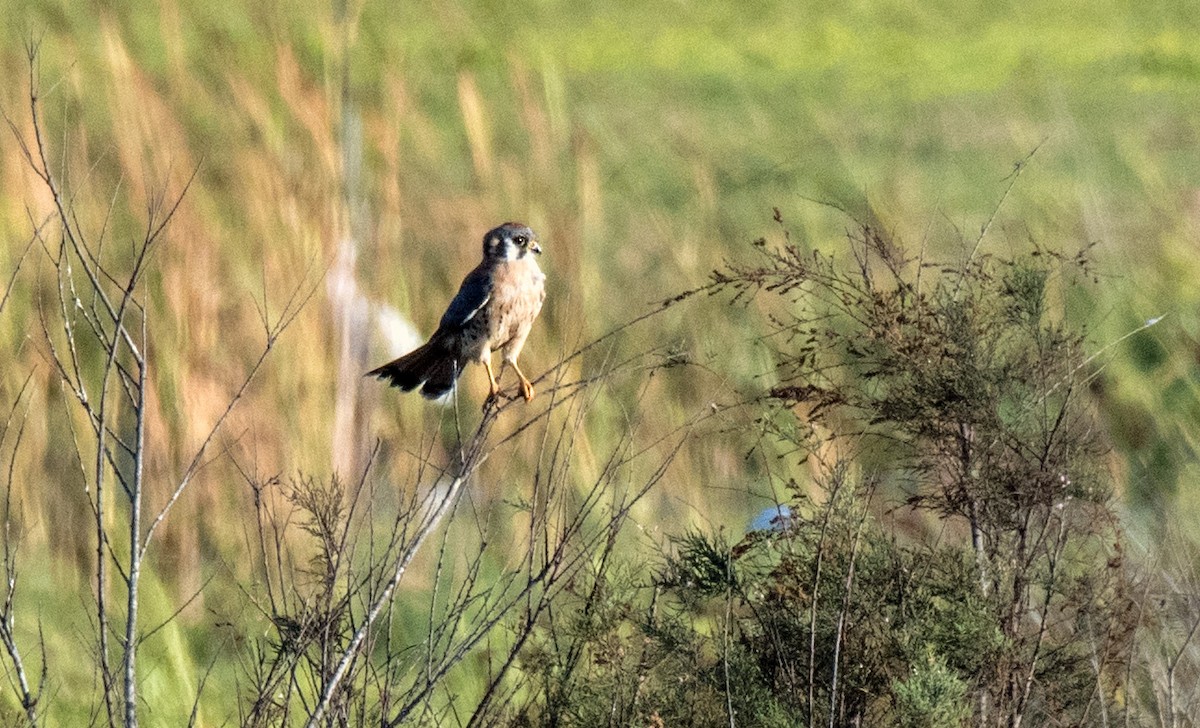 American Kestrel - Alison Davies