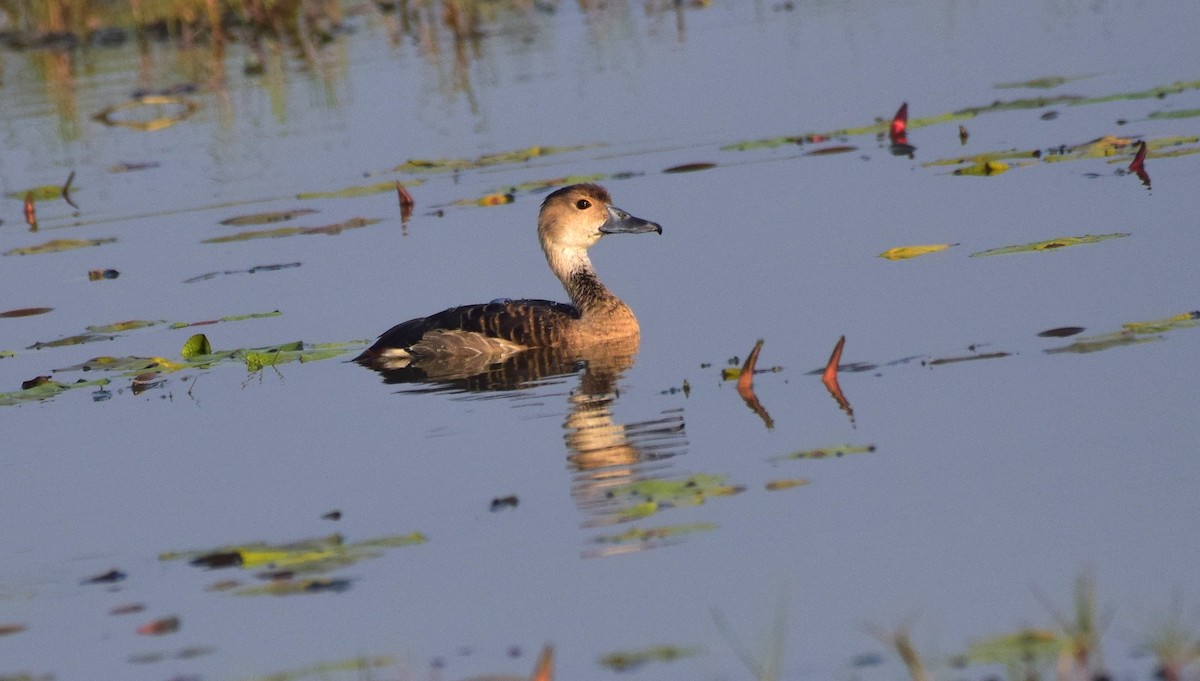 Lesser Whistling-Duck - ML176606281