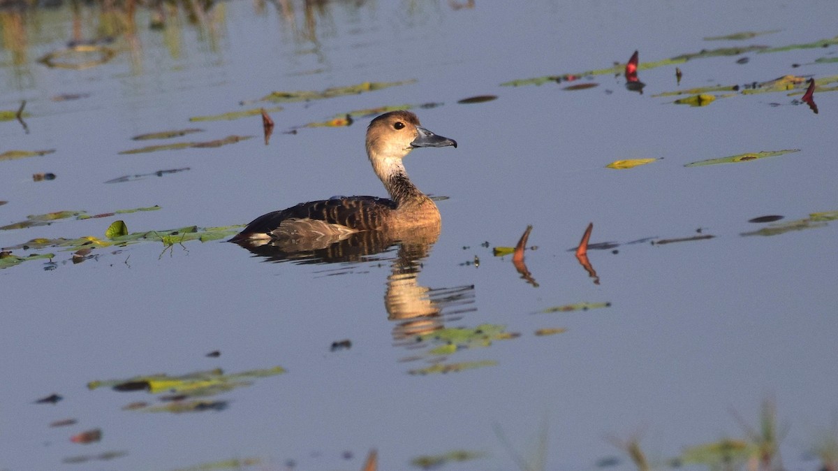 Lesser Whistling-Duck - ML176606291