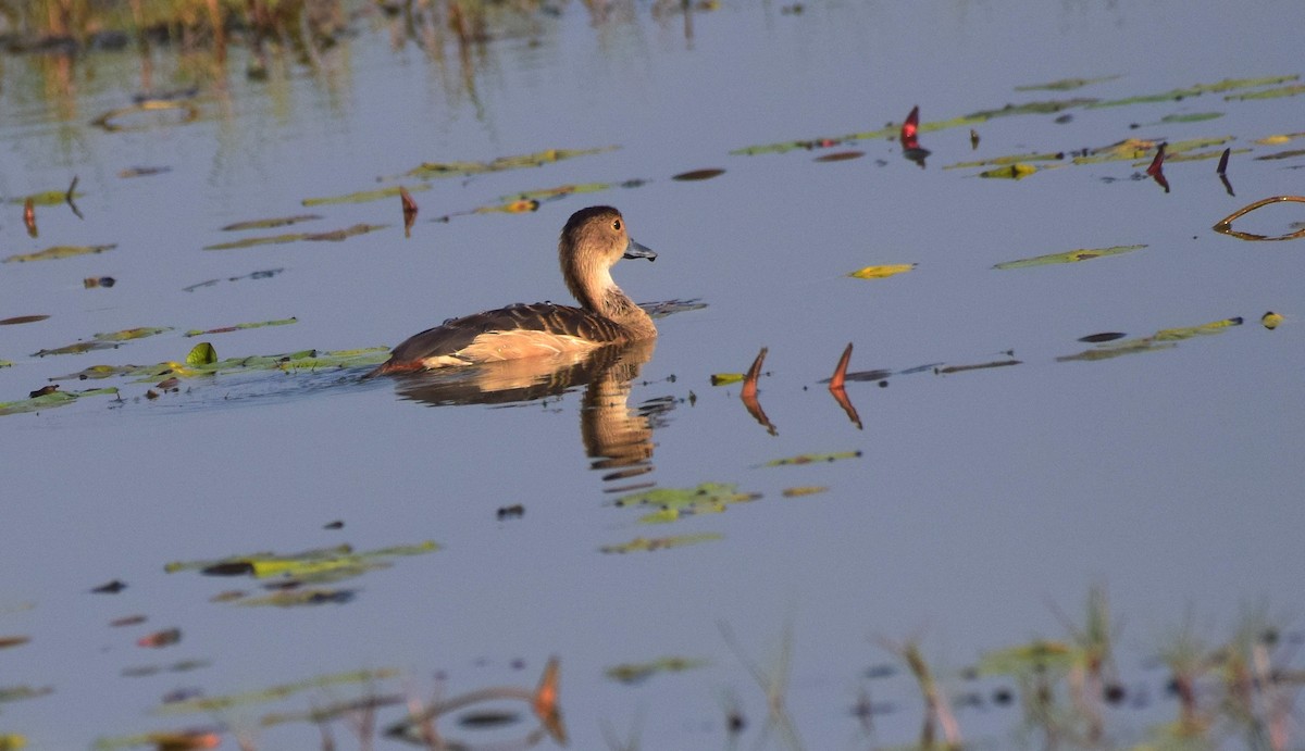 Lesser Whistling-Duck - ML176606301