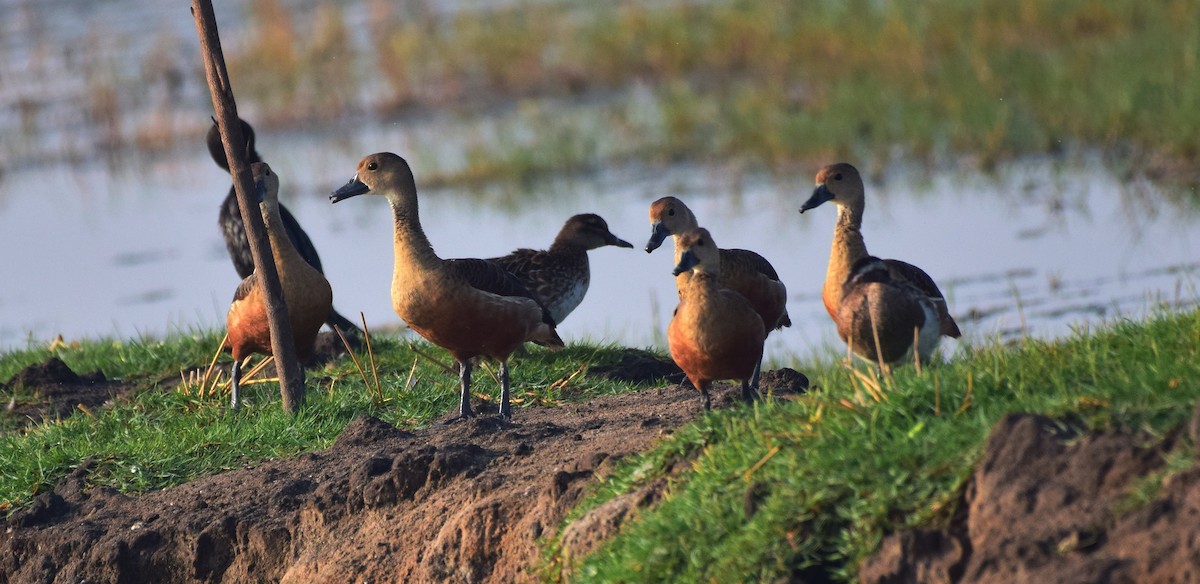 Dendrocygne siffleur - ML176606321