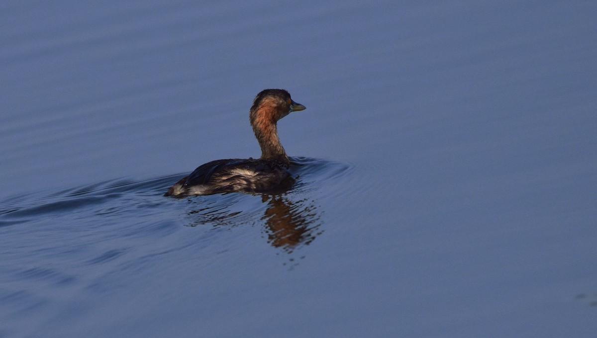 Little Grebe - mathew thekkethala