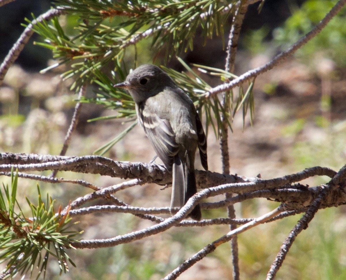 Dusky Flycatcher - ML176606461