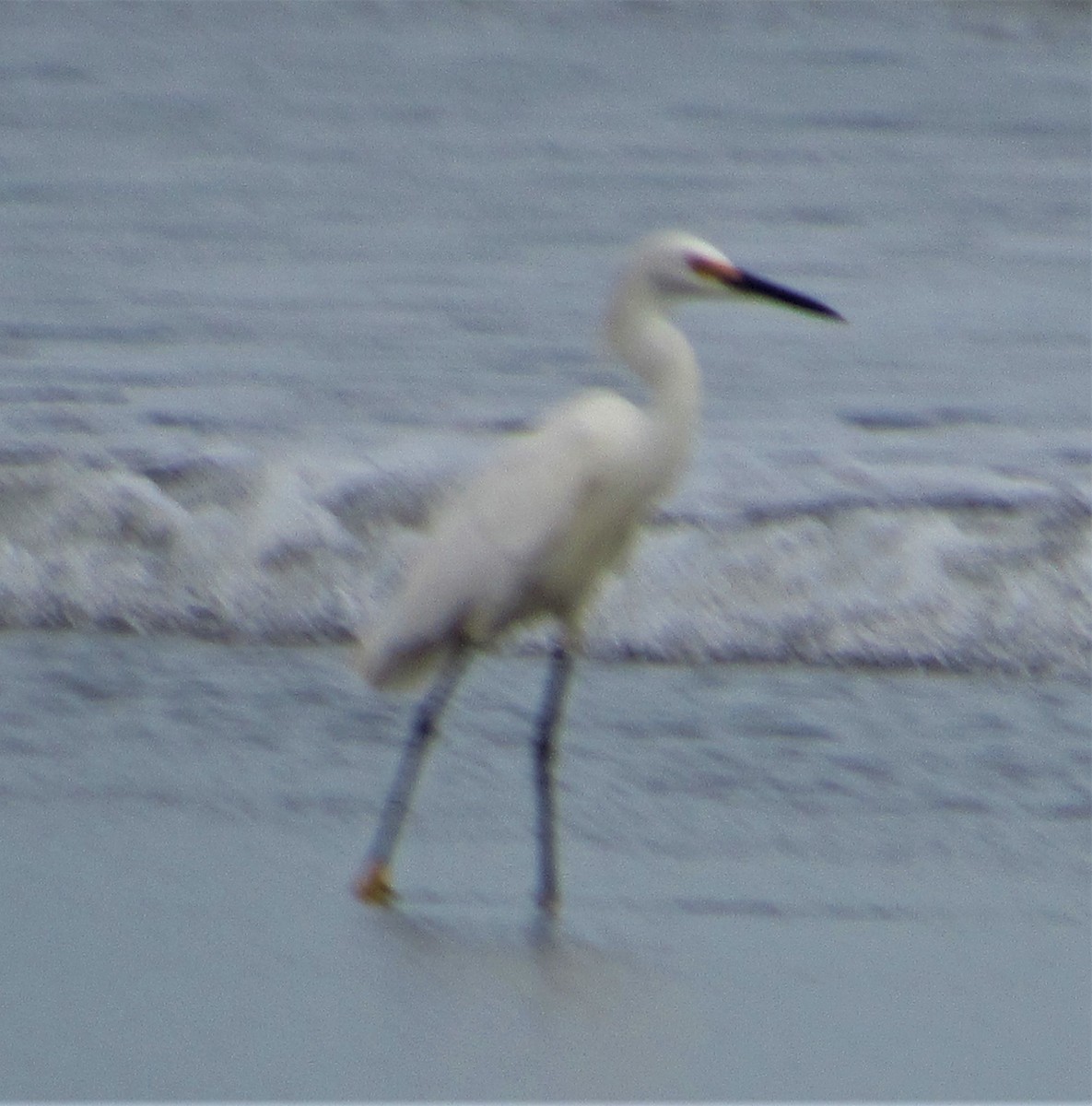 Snowy Egret - ML176606671