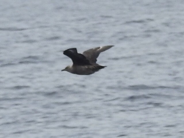 South Polar Skua - ML176606841