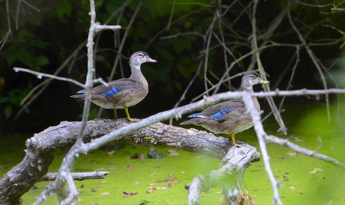 Wood Duck - ML176606991