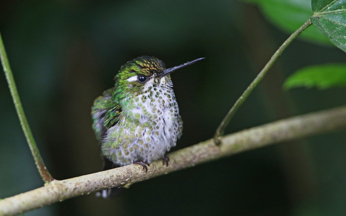 Purple-bibbed Whitetip - Christoph Moning