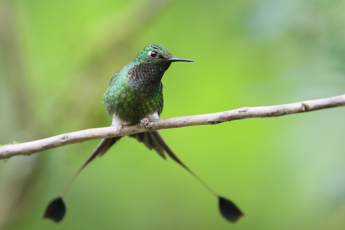 White-booted Racket-tail - Christoph Moning