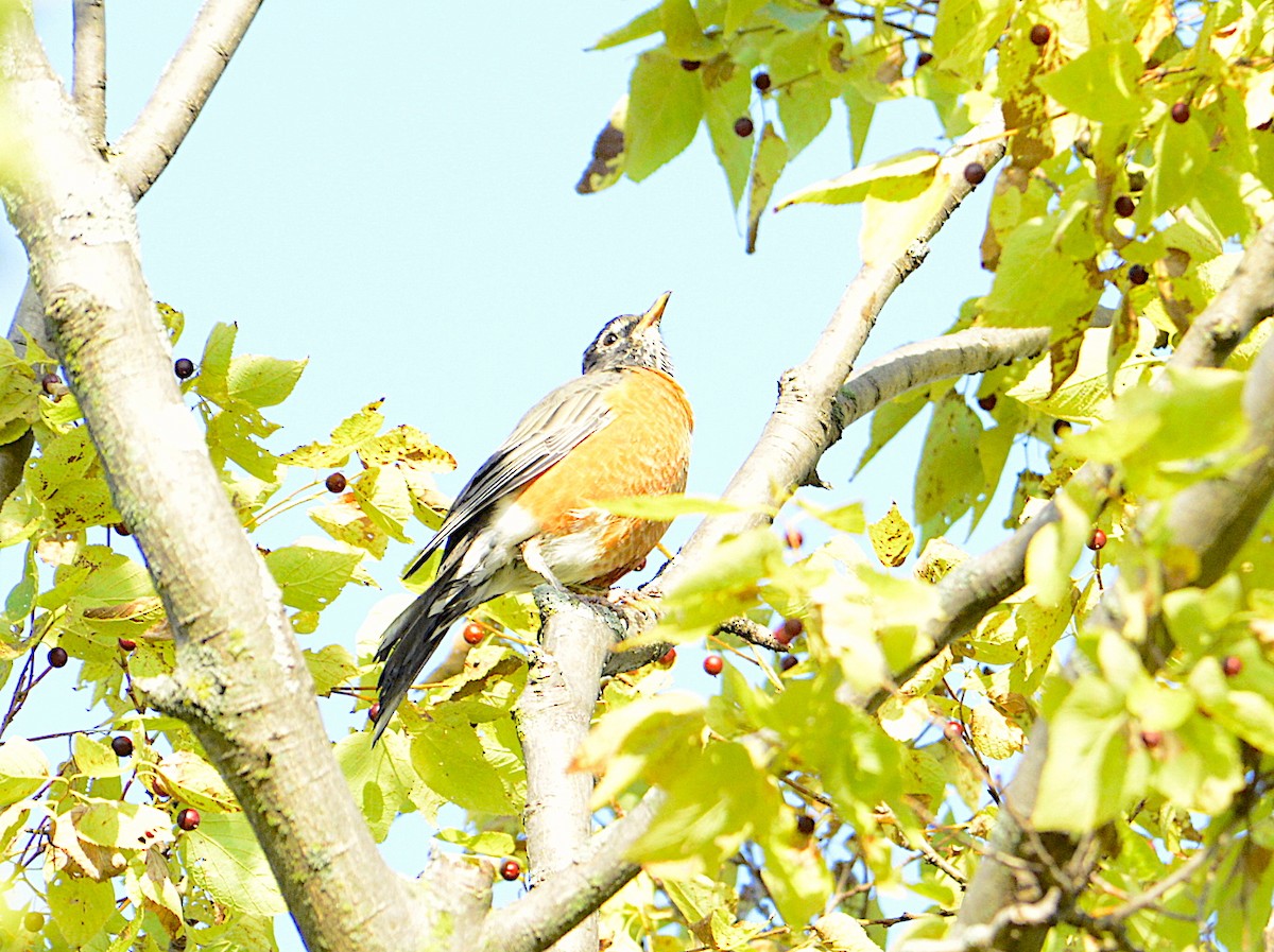 American Robin - ML176608411